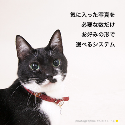 �y�b�g�ʐ^